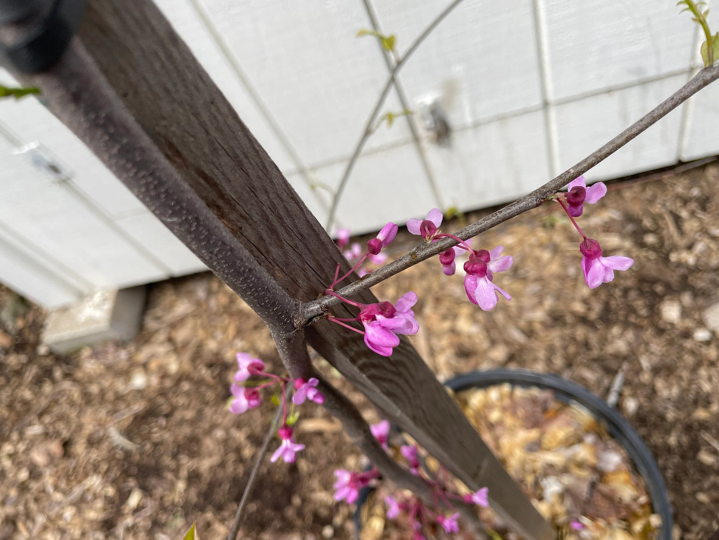 Weeping Redbud ' Lavender Twist ' Cercis Canadensis Grafted