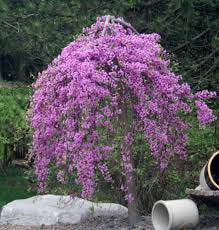 Weeping Redbud ' Lavender Twist ' Cercis Canadensis Grafted