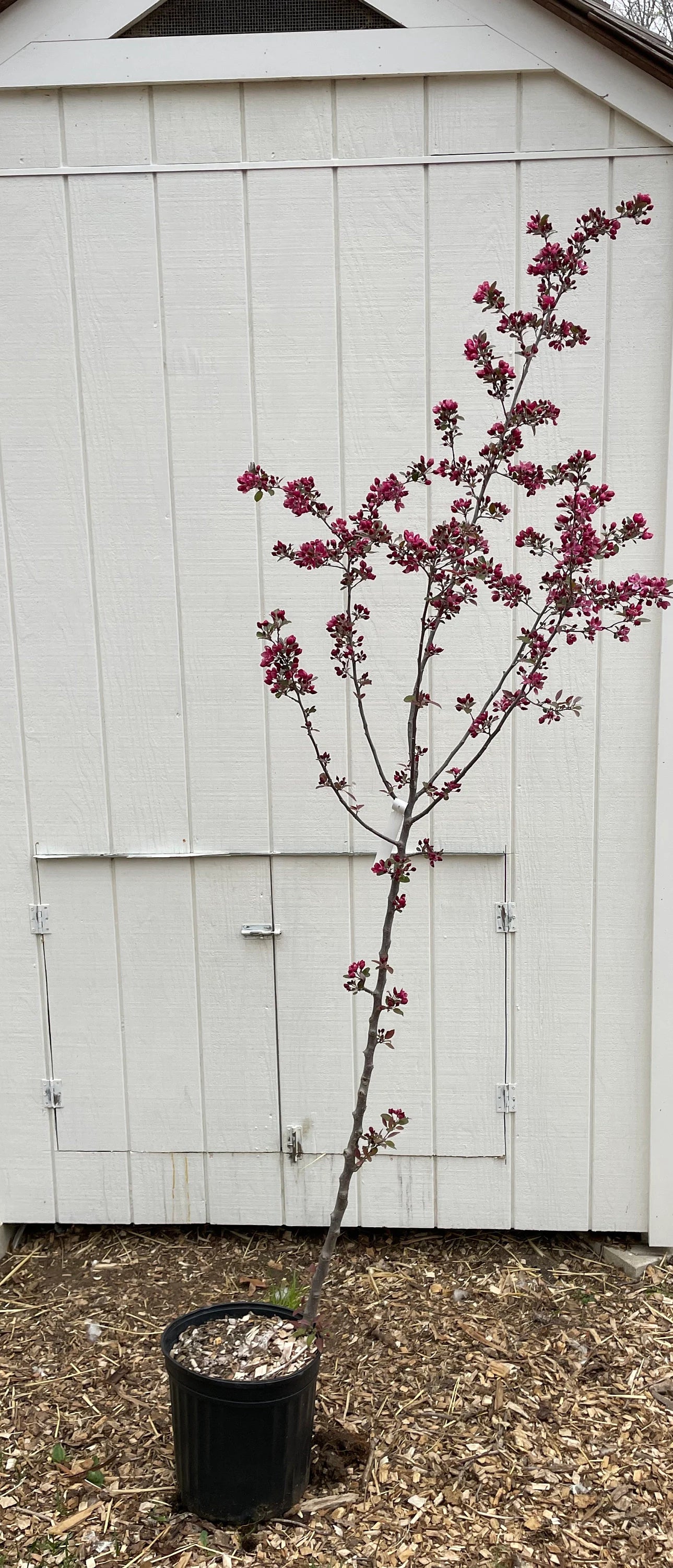 Radiant Crabapple Tree ( Malus ' Radiant ' )