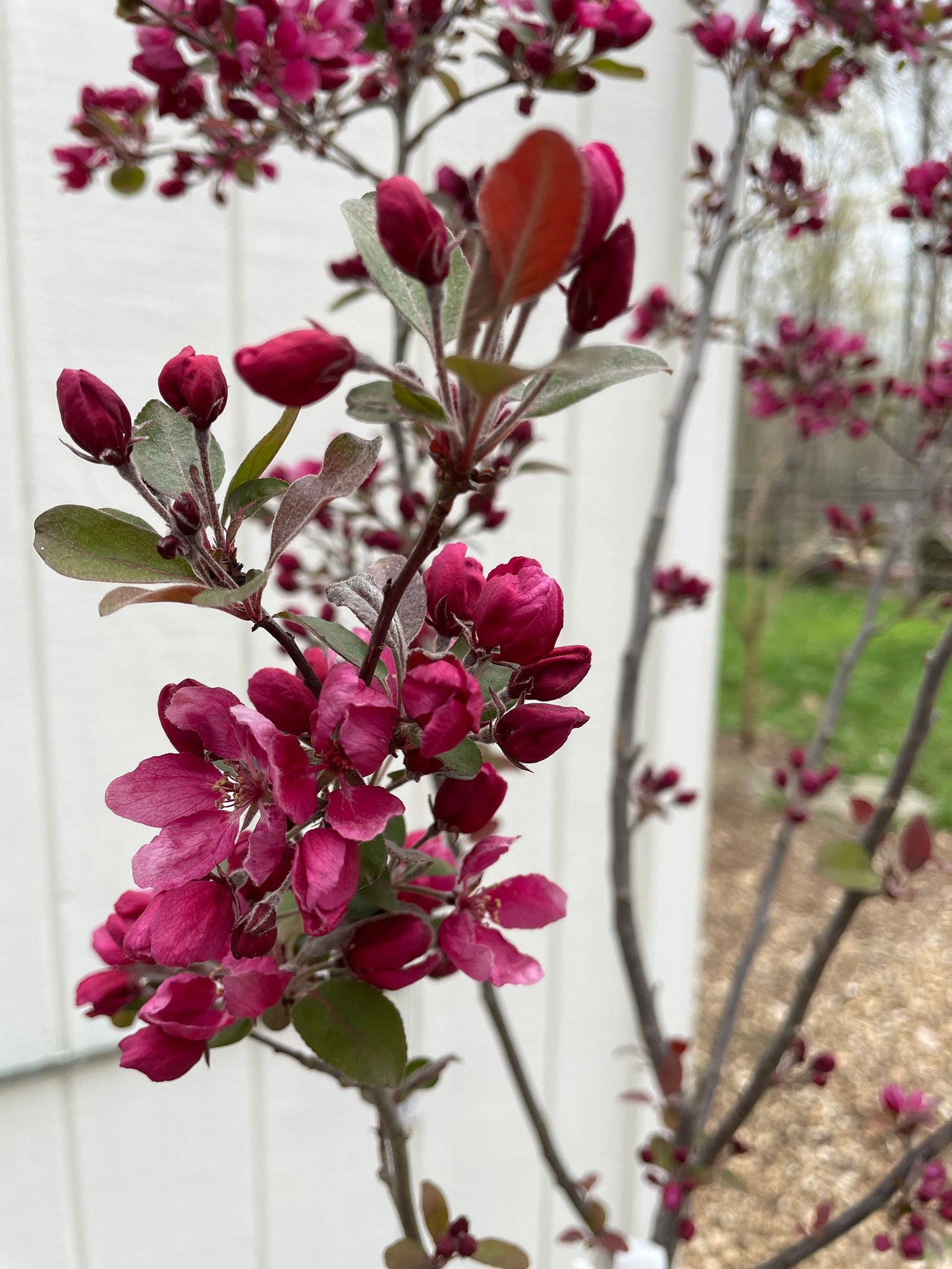Radiant Crabapple Tree ( Malus ' Radiant ' )