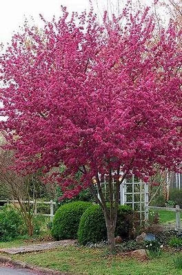 Radiant Crabapple Tree ( Malus ' Radiant ' )