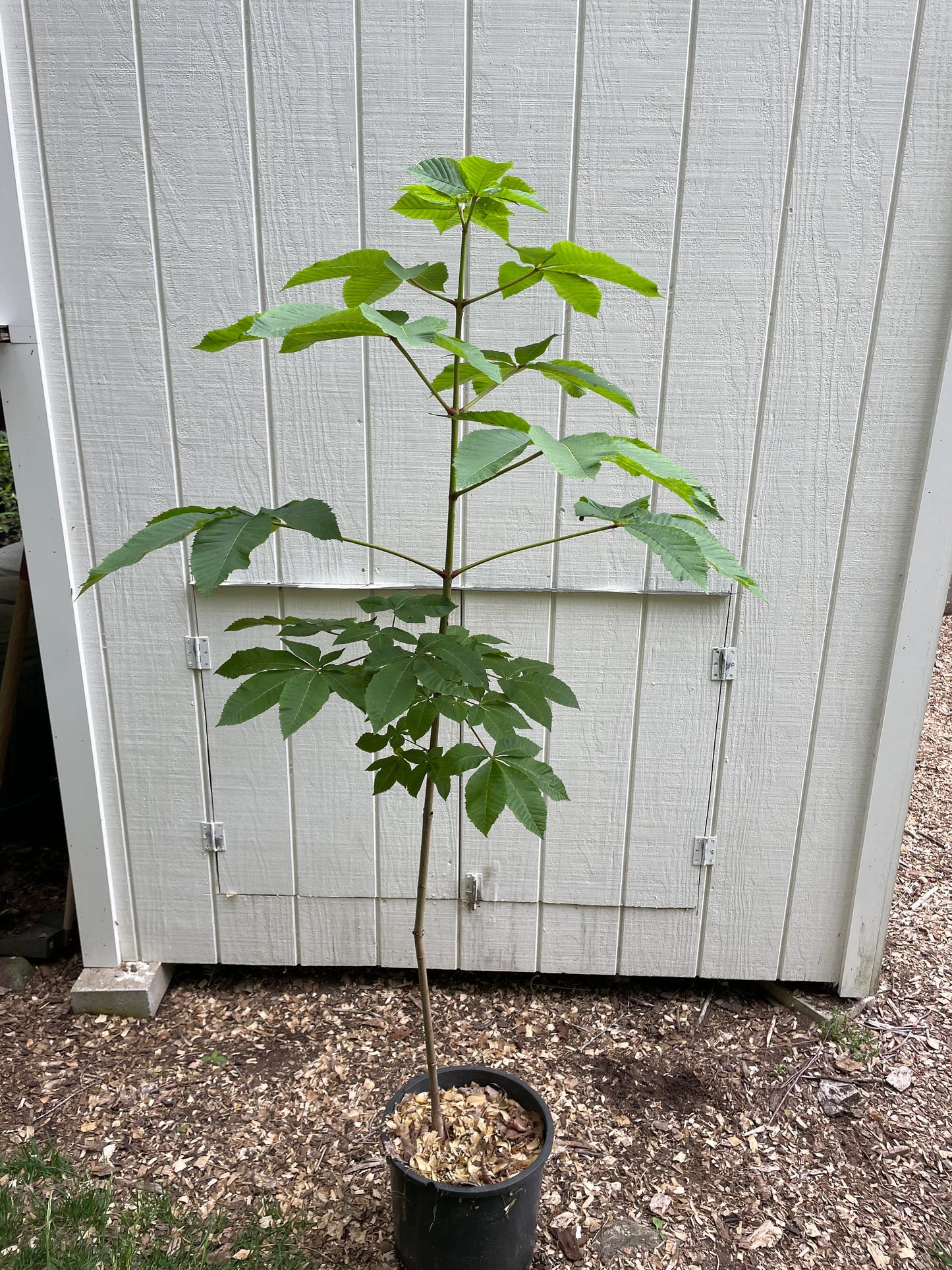 Aesculus × carnea 'Briotii' Red Horse Chestnut Tree