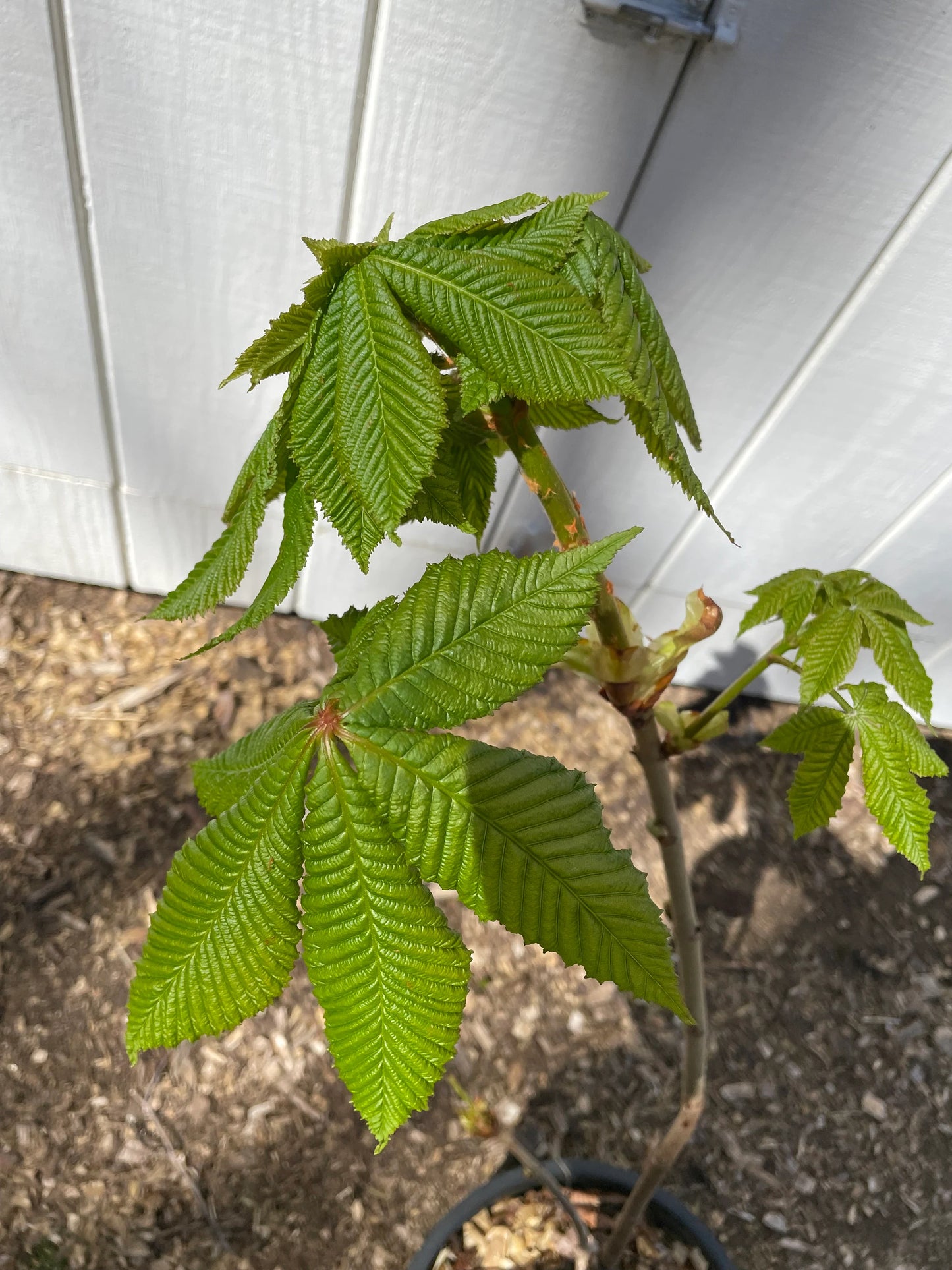 Aesculus × carnea 'Briotii' Red Horse Chestnut Tree