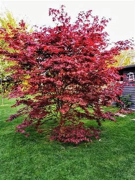 Japanese Red Maple