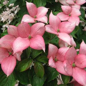 Rosy Teacups Dogwood Tree