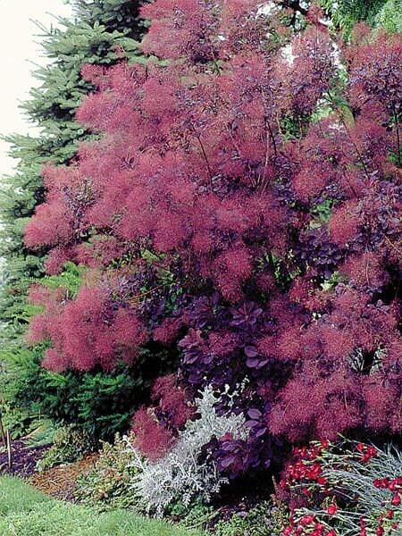 Royal Spirit Smokebush