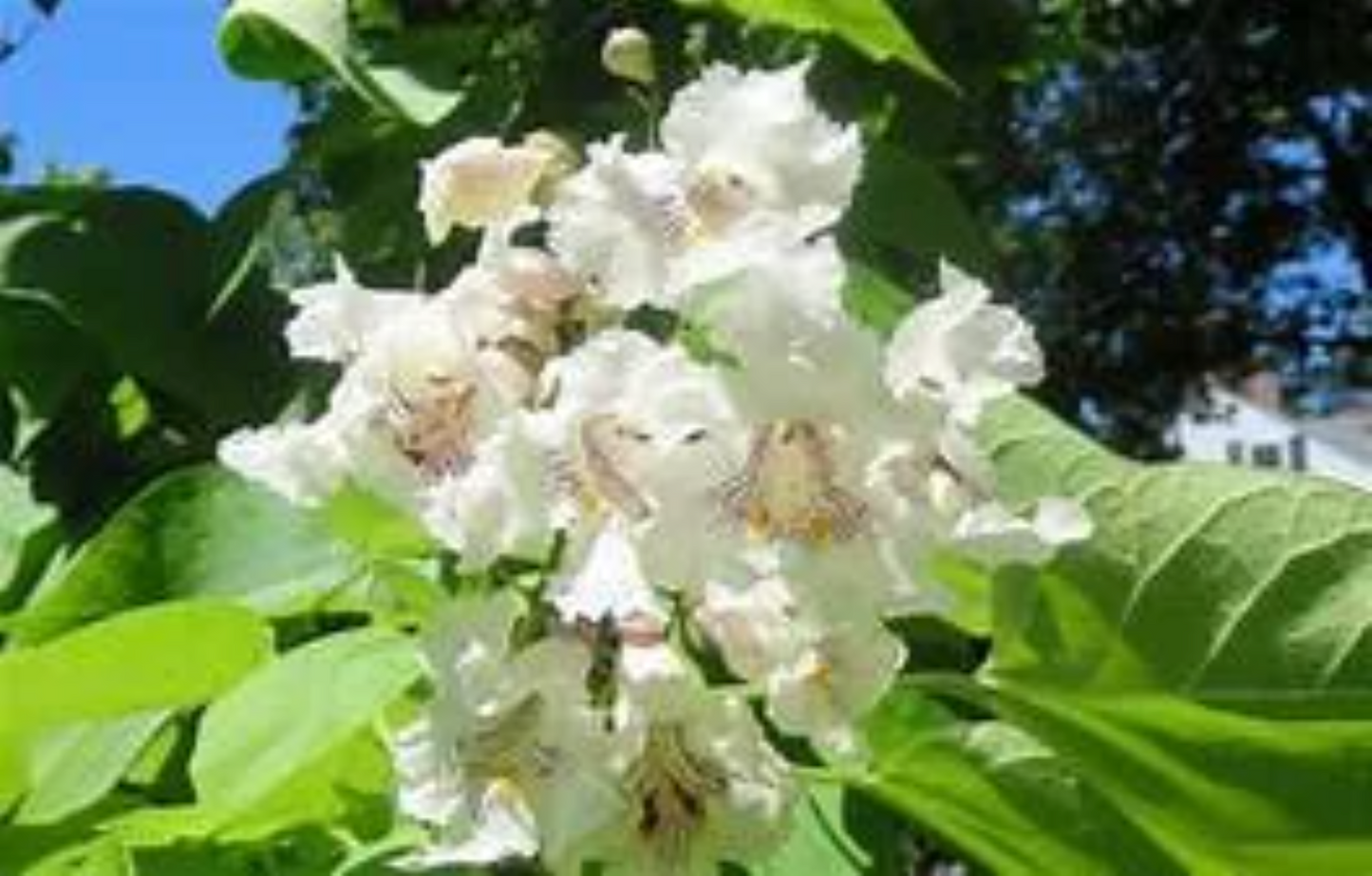 Northern Catalpa ( Catalpa speciosa )