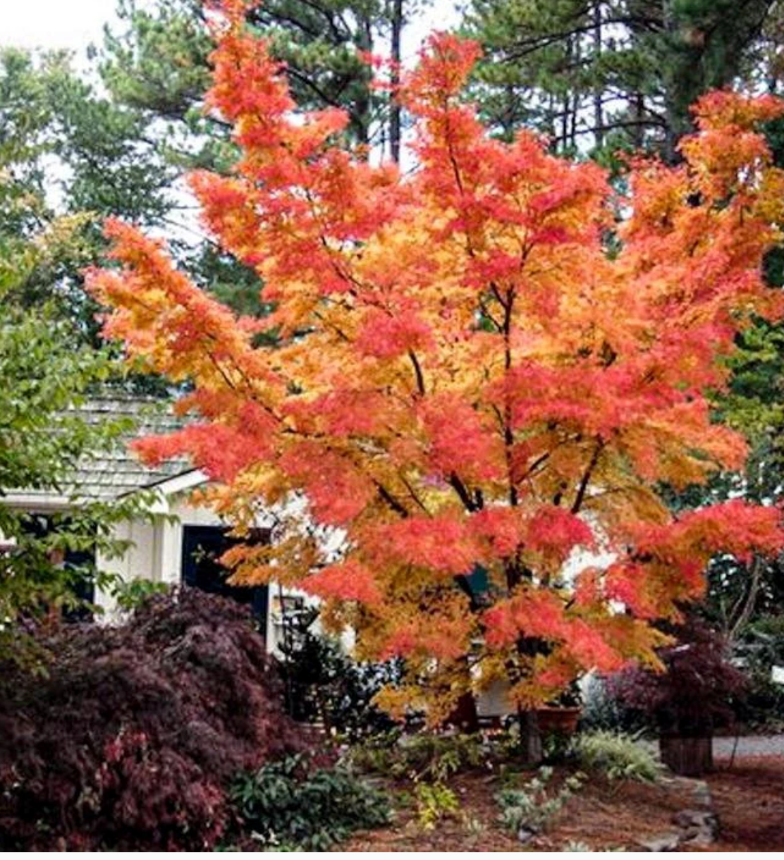 Japanese Maple ' Sango Kaku ' Coral Bark