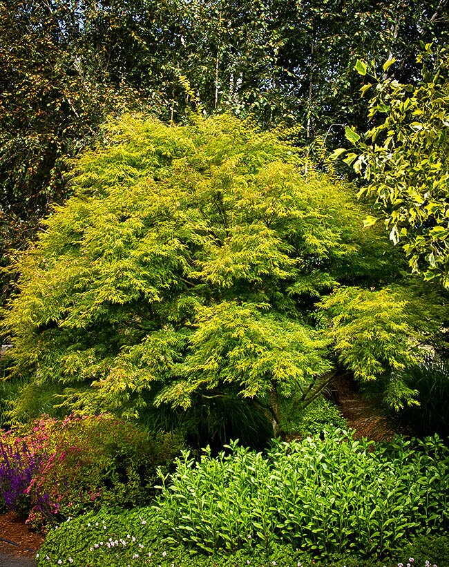 Acer palmatum 'Seiryu' Japanese Maple