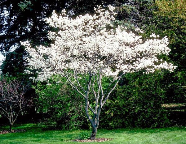 Shadblow Serviceberry ( Amelanchier Canadensis )