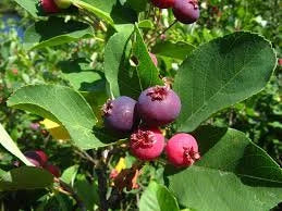 Shadblow Serviceberry ( Amelanchier Canadensis )