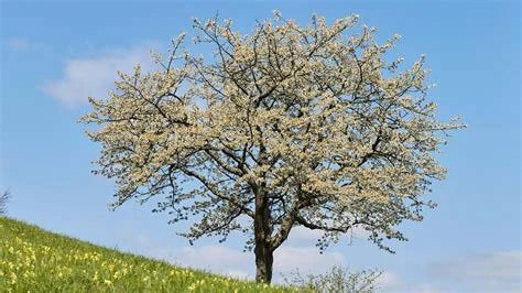 Sour Cherry Tree ( Prunus cerasus )