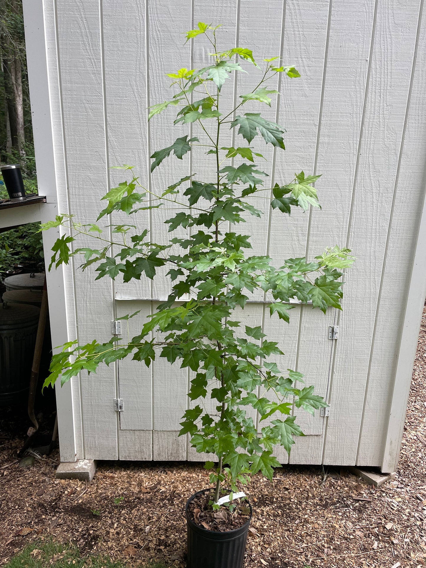 Sweet Gum Tree ( Liquidambar styraciflua )
