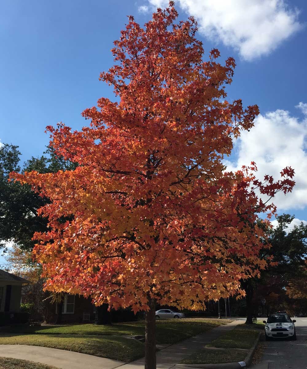 Sweet Gum Tree ( Liquidambar styraciflua )