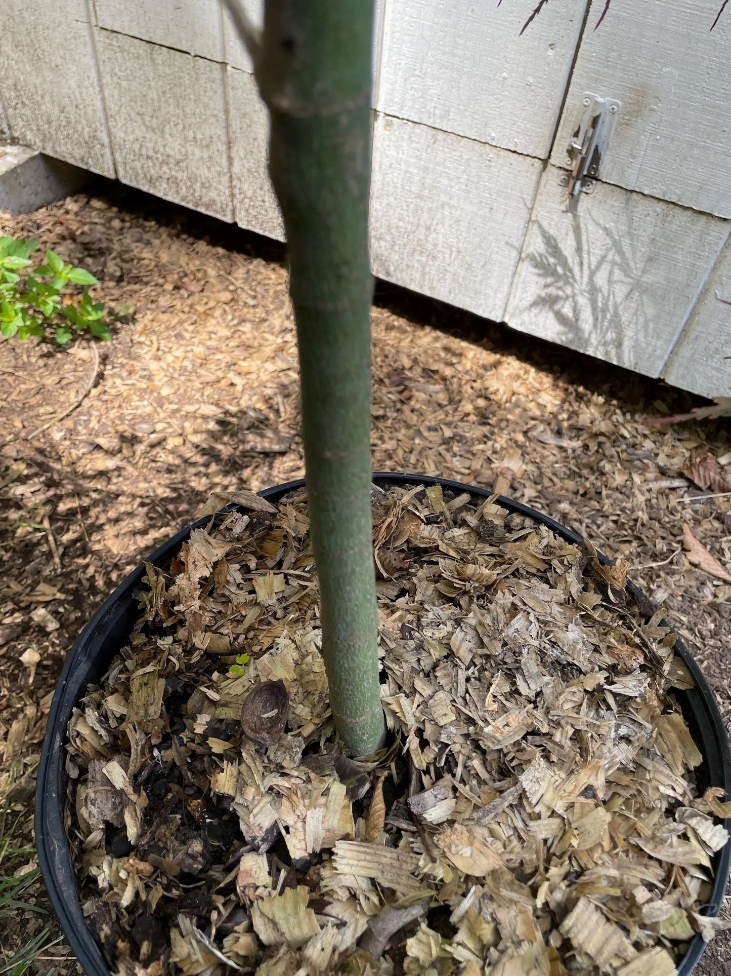 Japanese Maple ' Tamukeyama ' Grafted