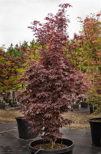 Japanese Maple Twombly's Red Sentinel Grafted