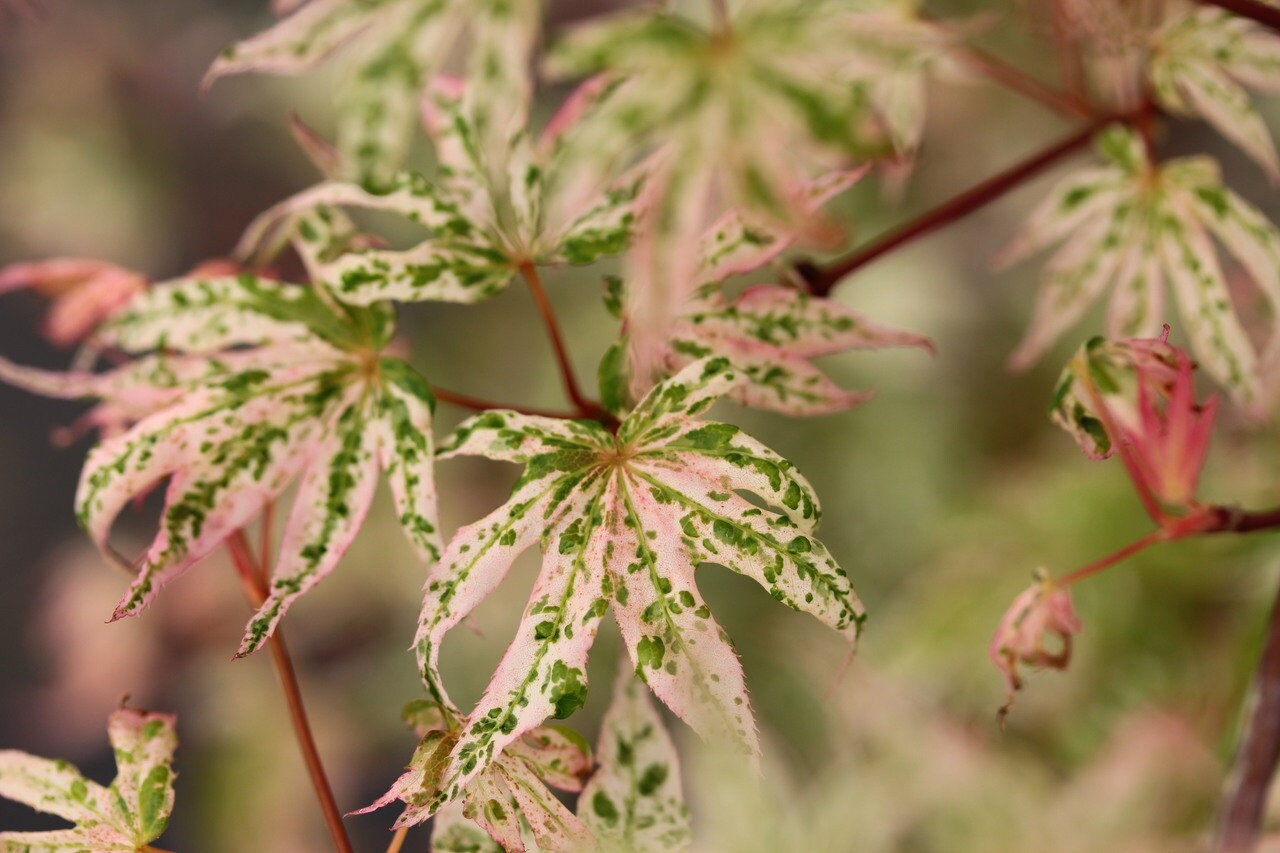Japanese Maple 'Ukigumo' Grafted Cultivar