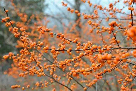 Winterberry Winter Gold