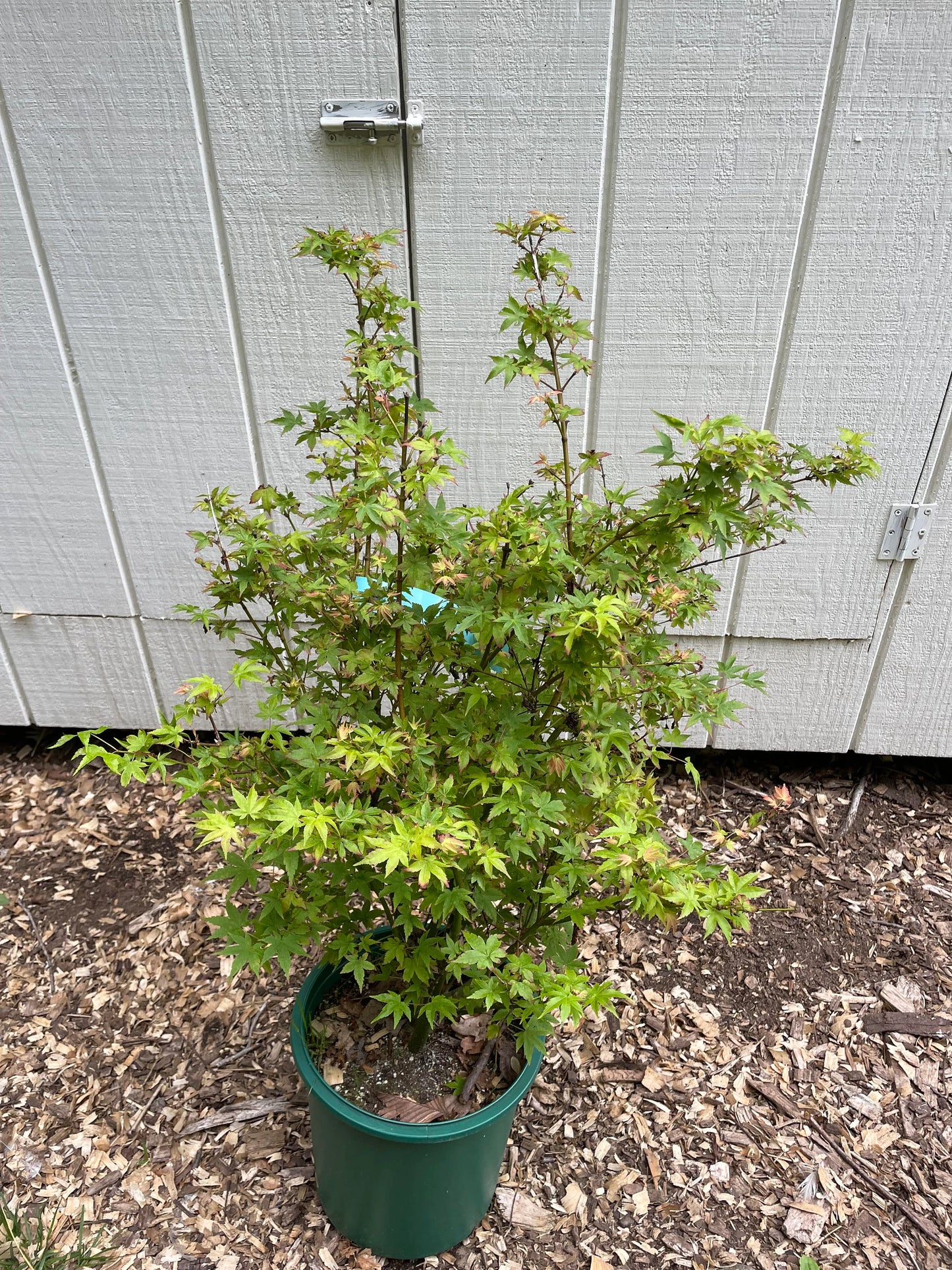 Yatsubusa Kashima Dwarf Japanese Maple