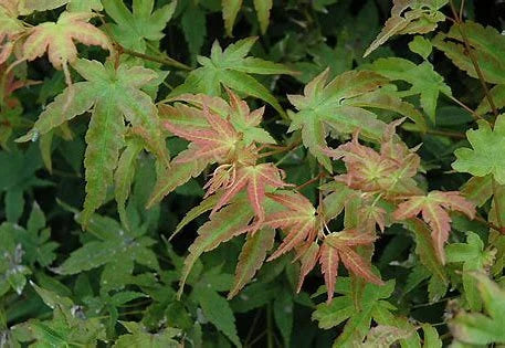 Yatsubusa Kashima Dwarf Japanese Maple