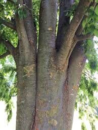 Japanese Zelkova ' Village Green ' Grafted