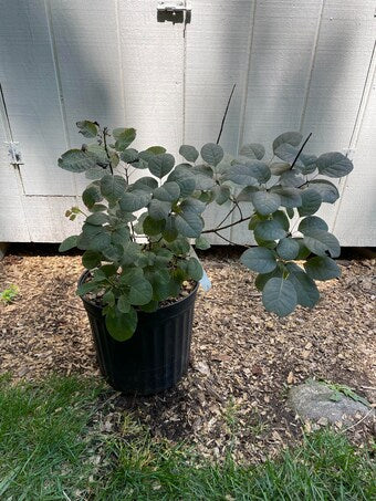 Royal Spirit Smokebush
