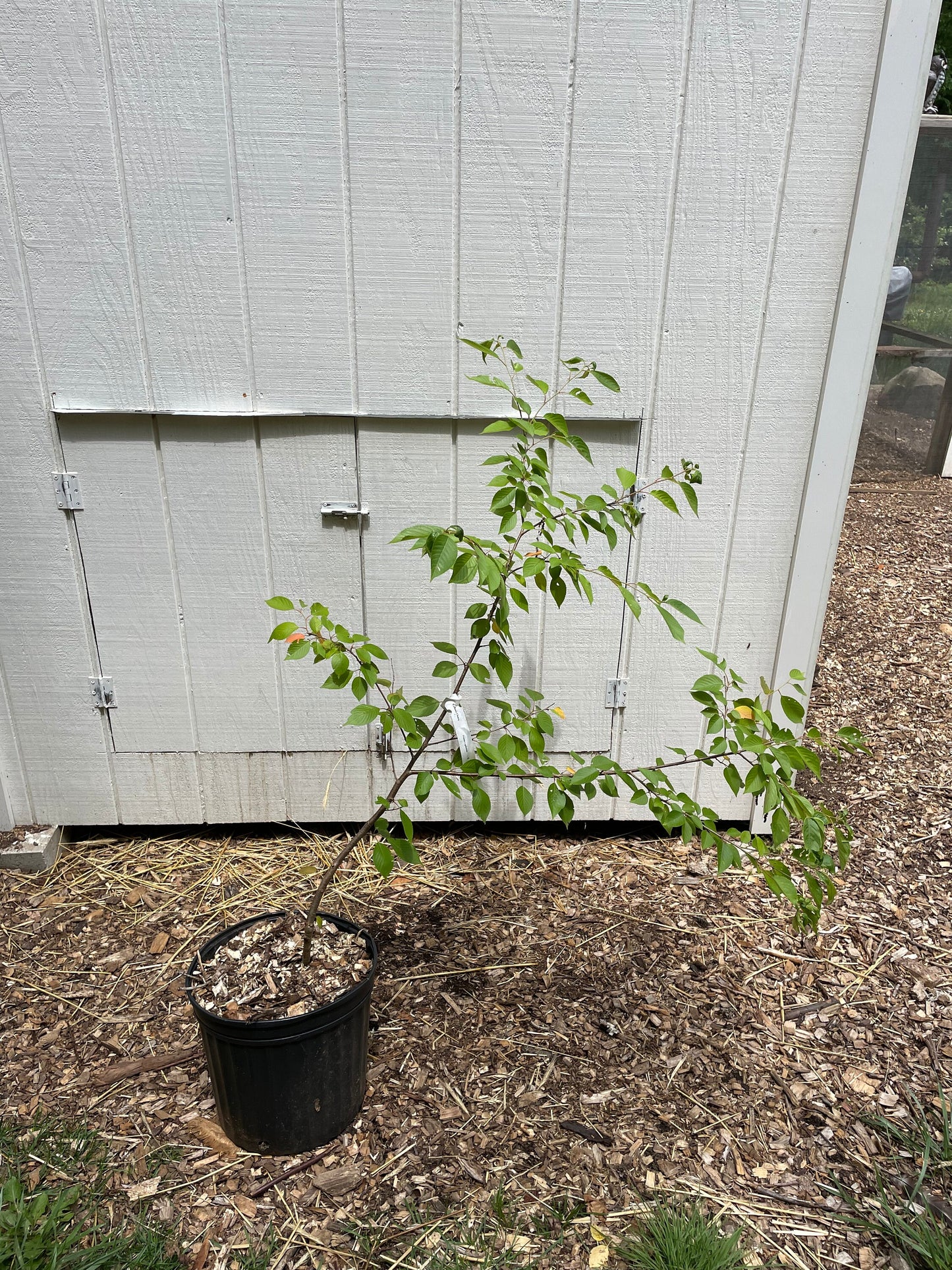 Yoshino Cherry ( Prunus x yedeoensis )
