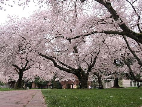 Yoshino Cherry ( Prunus x yedeoensis )