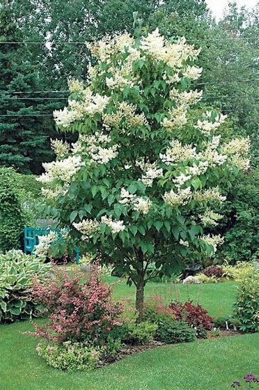 Japanese Tree Lilac (Syringa reticulata) – 1 Gallon Starter Tree (1’ - 2’)