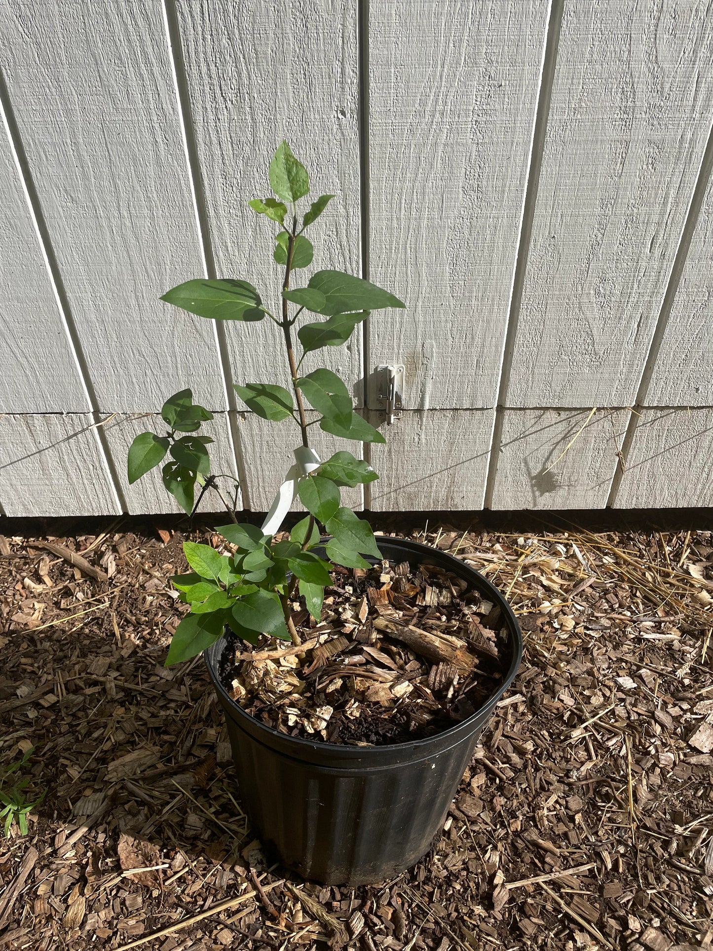 Tiny Dancer™ Lilac Syringa vulgaris 'Elsdancer'