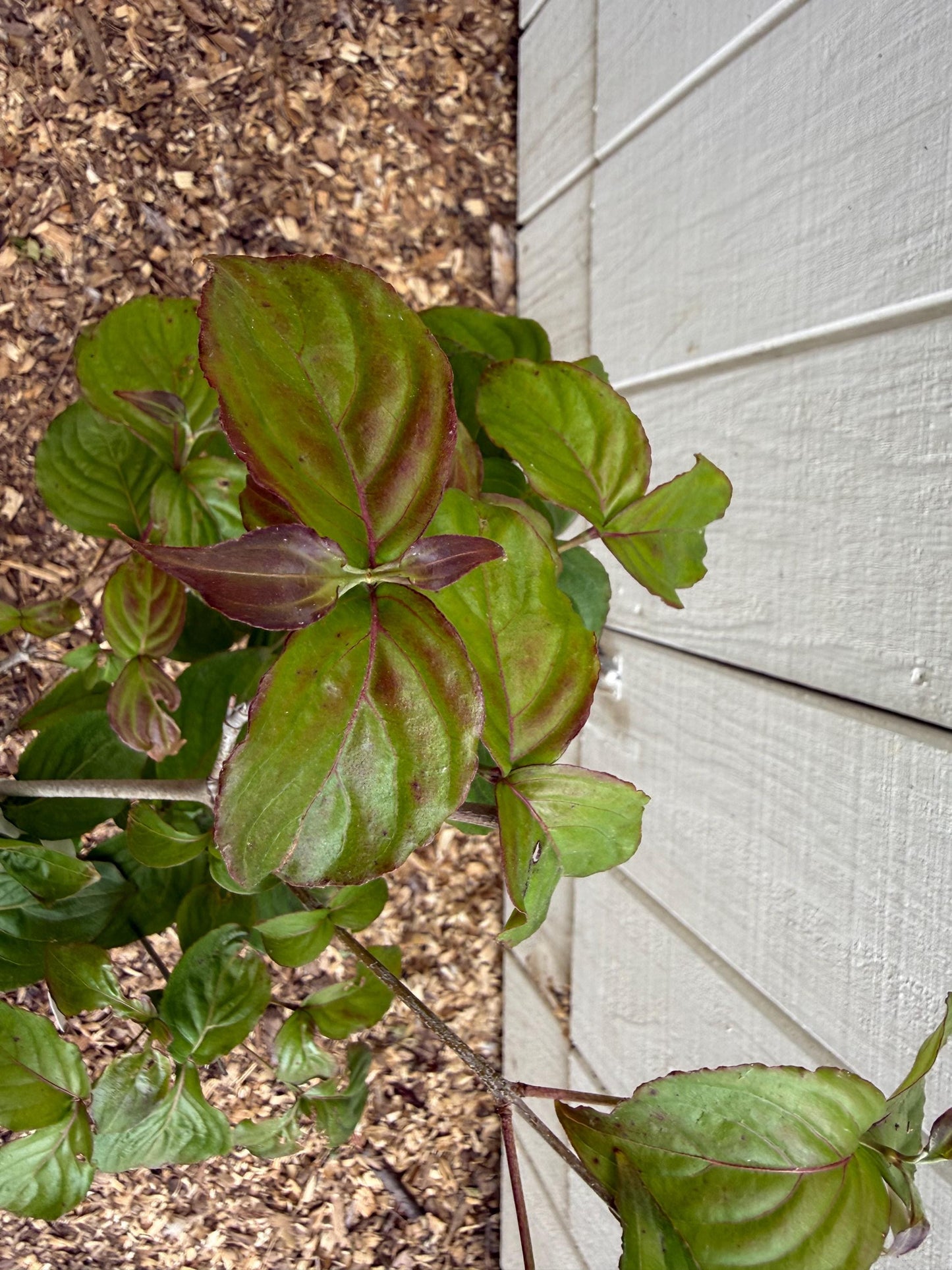 Satomi Kousa Dogwood Live Tree Grafted Pink Flowering Specimen 3 Year Old 1 Gallon Starter Rare Ornamental Garden Tree