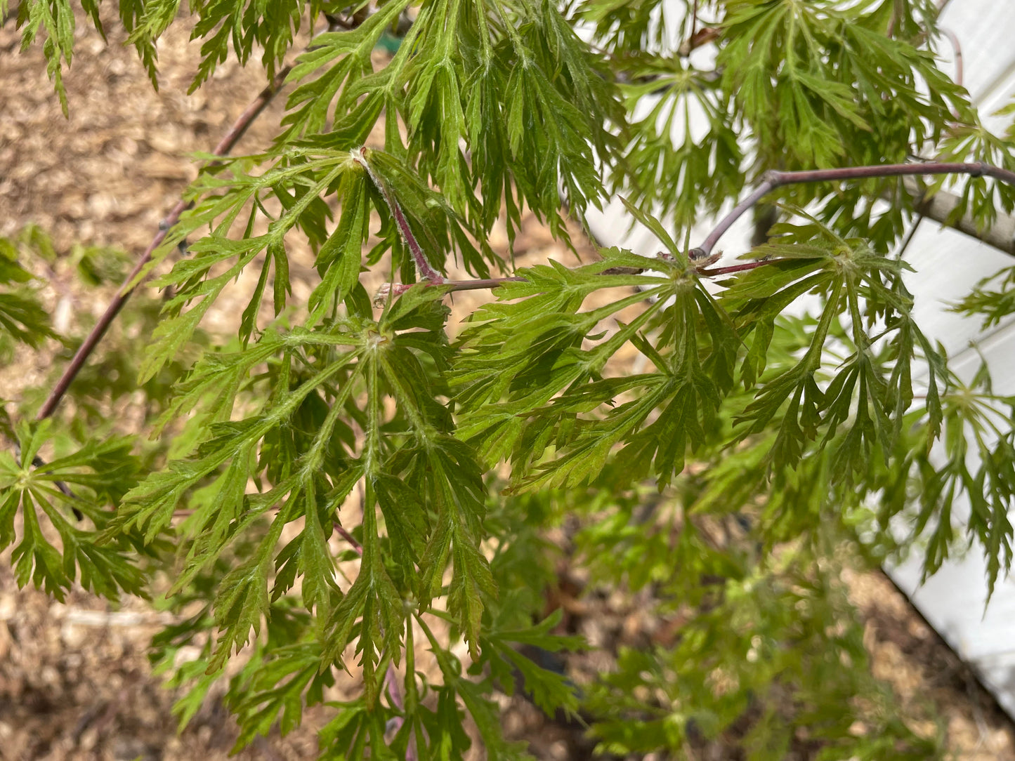 Green Cascade Acer japonicum
