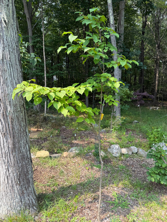 Japanese Lilac Trees: Planting & Care Guide