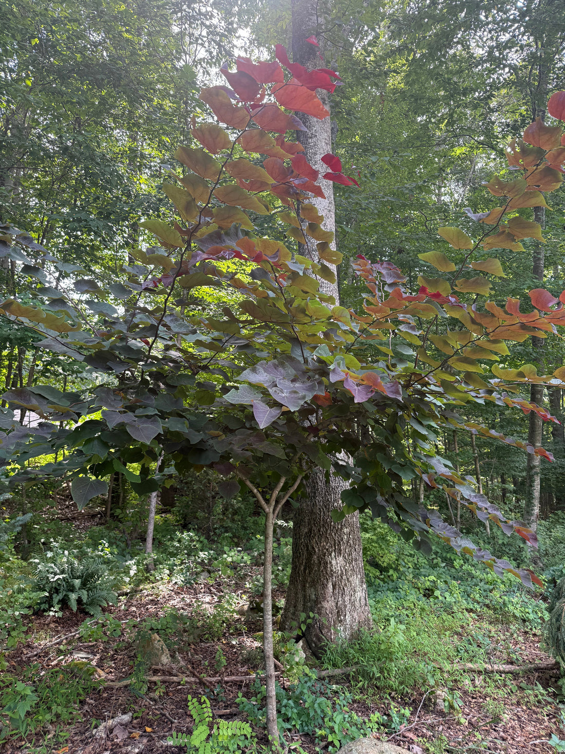 Forest Pansy Redbud: A Stunning Small Tree for Four Seasons of Interest