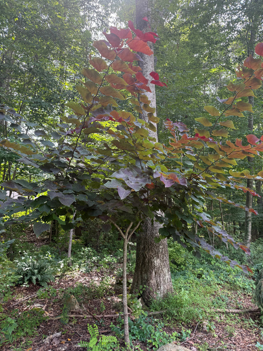 Forest Pansy Redbud: A Stunning Small Tree for Four Seasons of Interest