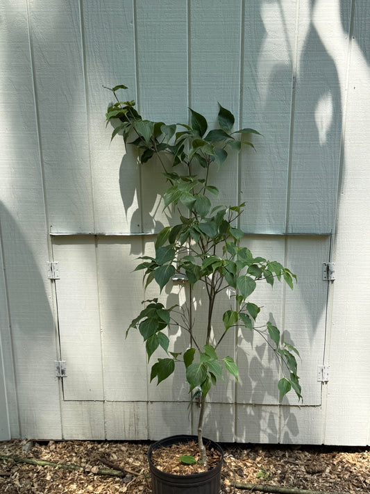 Kousa Dogwood Blue Ray