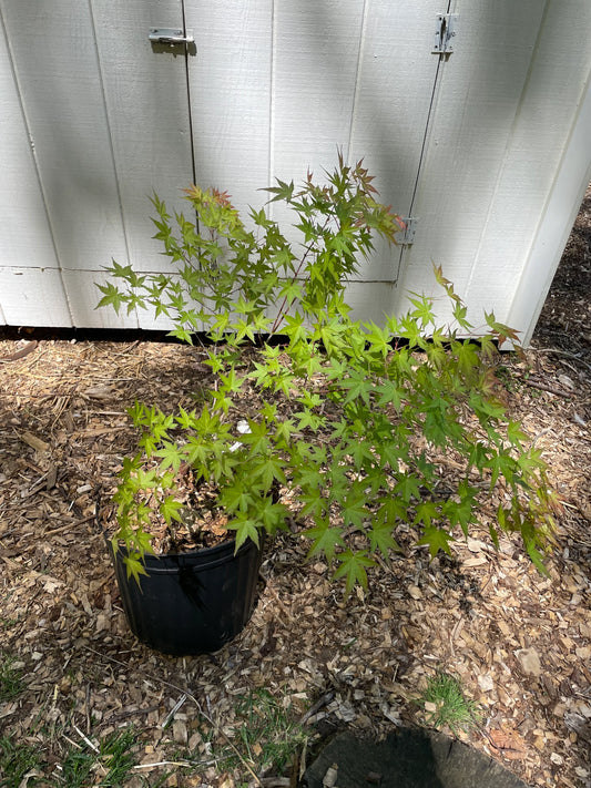 Acer palmatum 'Coral Magic' Pink Japanese Maple