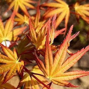 Acer palmatum 'Coral Magic' Pink Japanese Maple