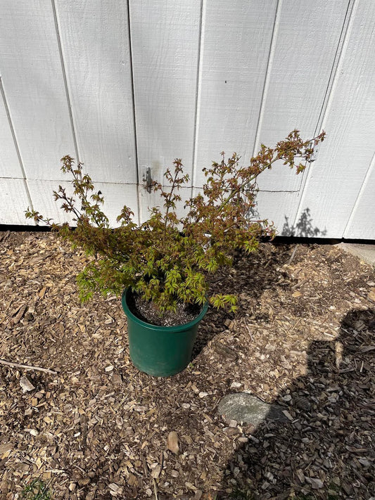 Acer Palmatum 'Kiyohime Yatsubusa' Dwarf