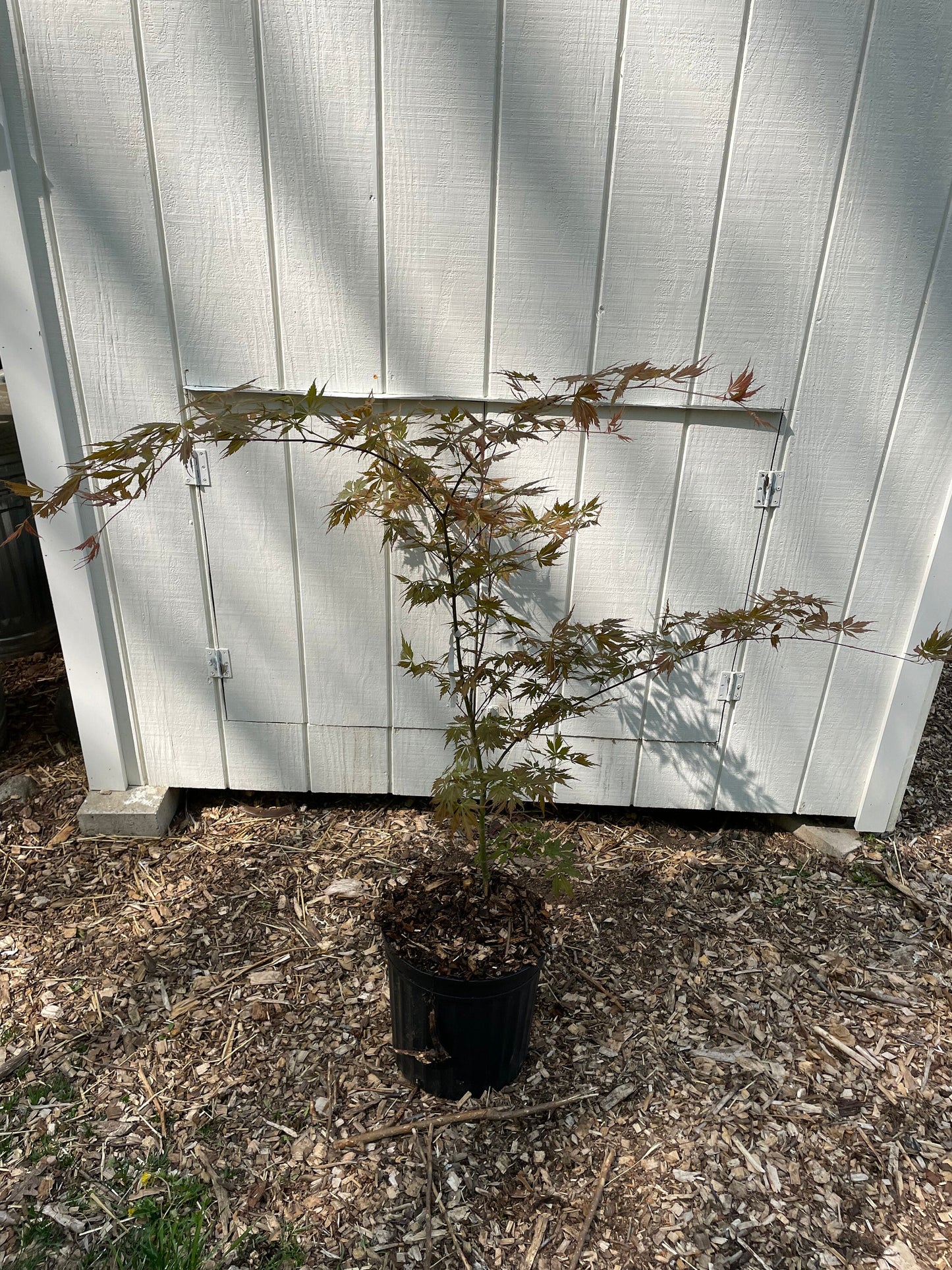 Acer palmatum 'Fascination' Japanese Maple Tree