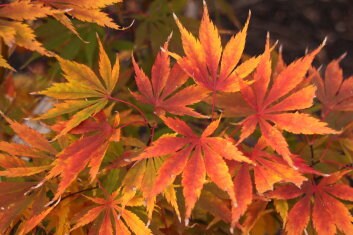 Acer palmatum 'Fascination' Japanese Maple Tree