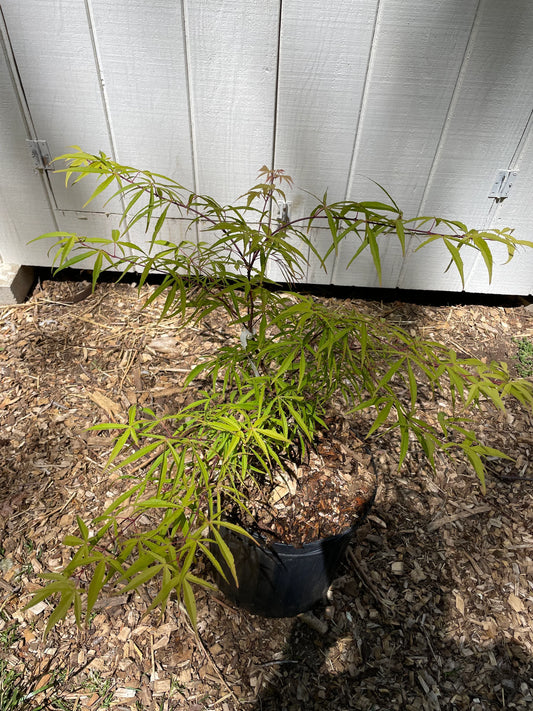 Acer palmatum 'Fukinagashi' Strap Leaf Japanese Maple