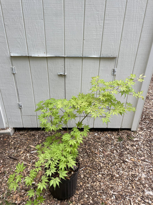 Acer palmatum 'Grandma Ghost'