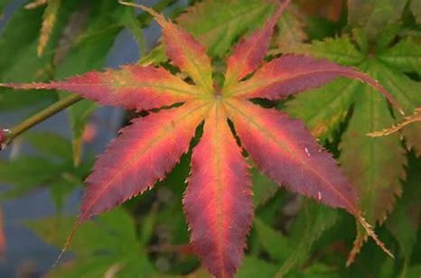 Acer palmatum 'Grandma Ghost'