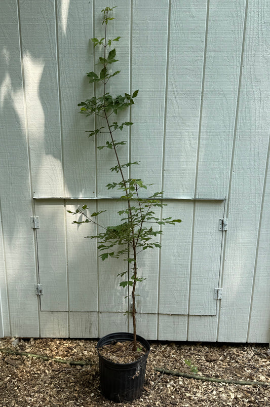 Paperbark Maple ( Acer Griseum )
