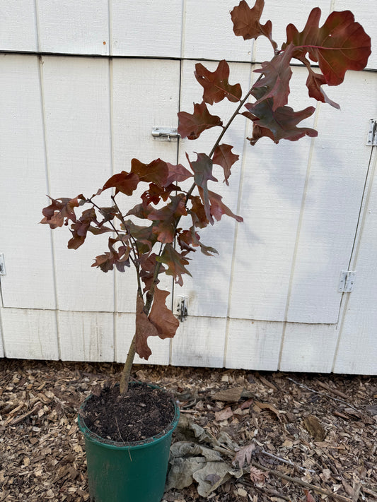 Blackjack Oak Tree ( Quercus marilandica )
