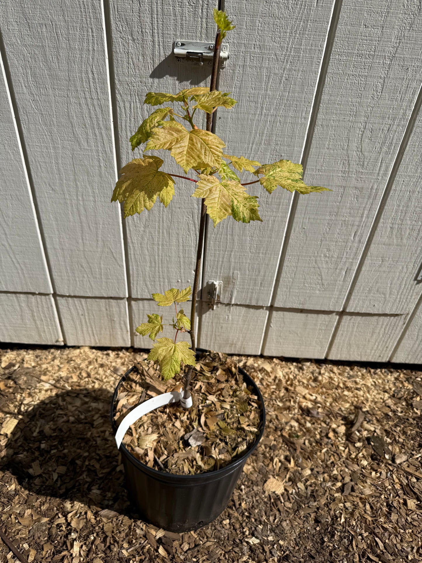 Esk Sunset Sycamore Maple (Acer pseudoplatanus) – Grafted 3’ Specimen