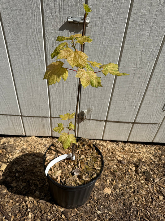 Esk Sunset Sycamore Maple (Acer pseudoplatanus) – Grafted 3’ Specimen