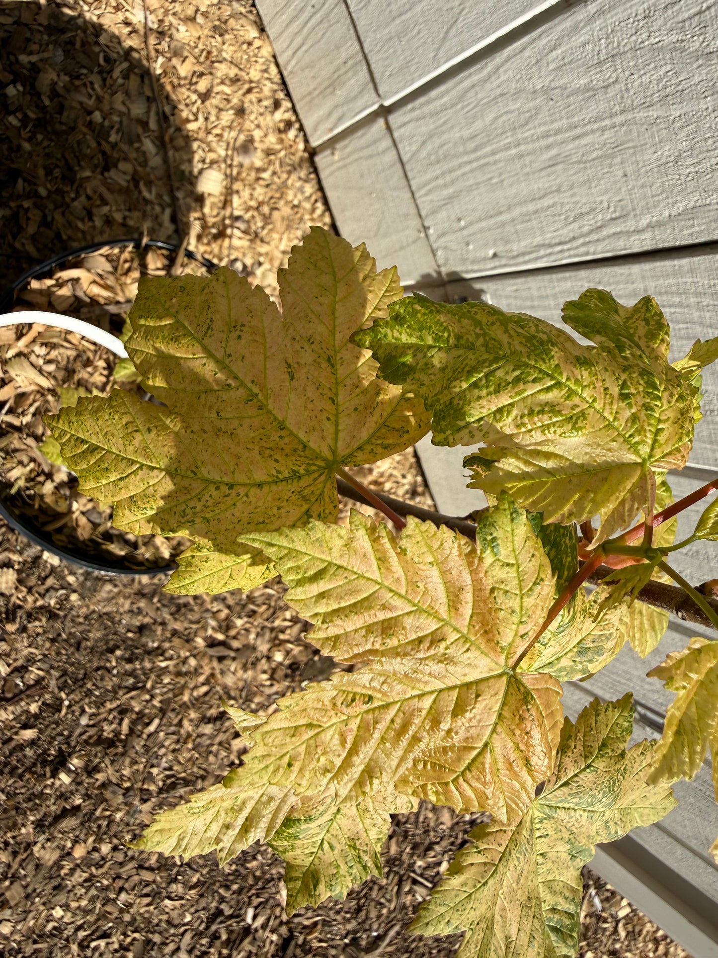 Esk Sunset Sycamore Maple (Acer pseudoplatanus) – Grafted 3’ Specimen
