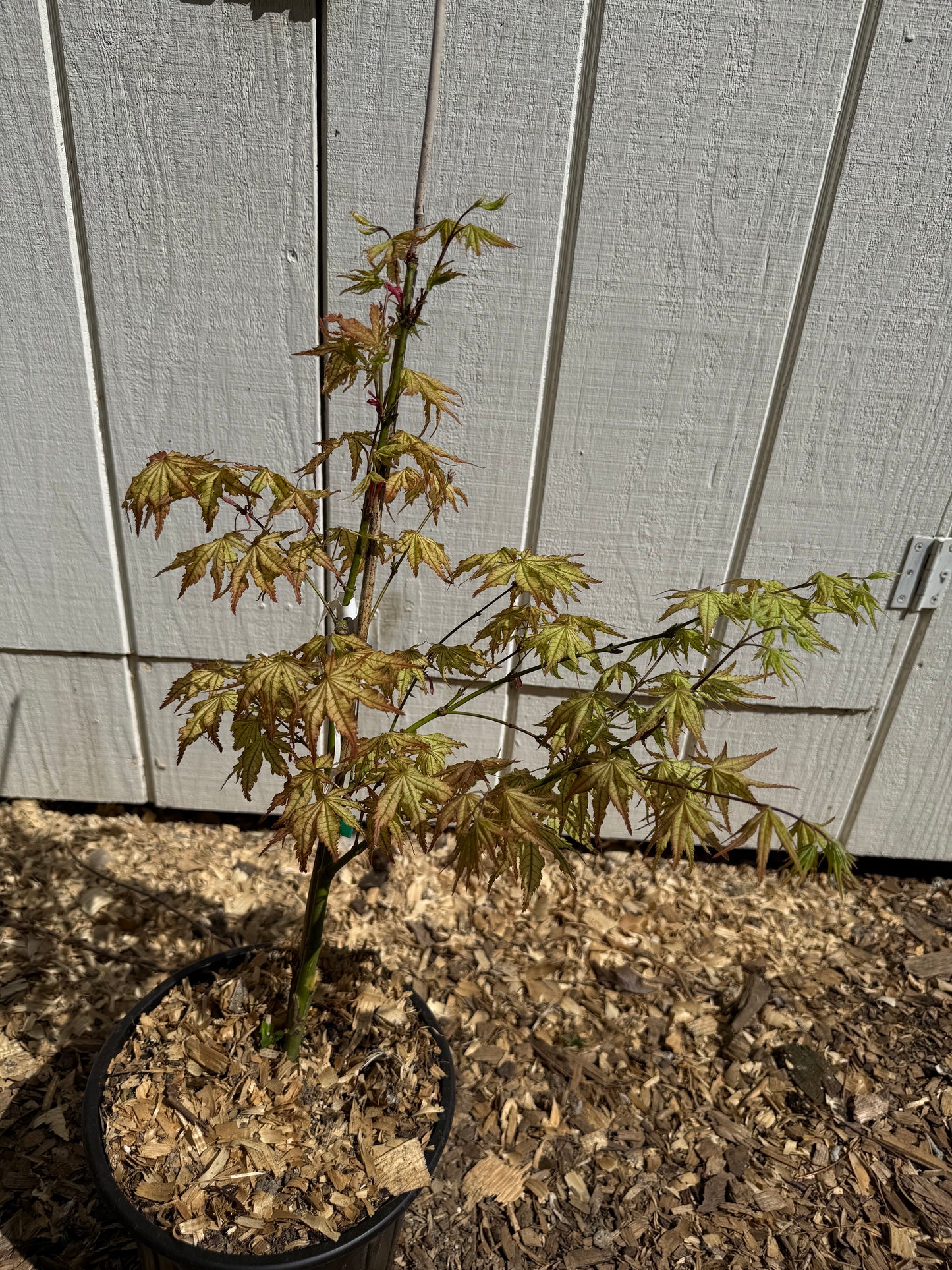 Acer Palmatum 'Peaches and Cream'  2-Gallon 3' Tall